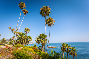 Obraz premium Tropical flora in Laguna Beach