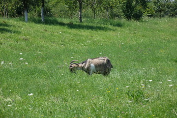 The goat grazes the grass. Transcarpathia