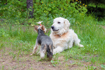 Two dogs - golden retriever and  yorkshire terrier met on walk