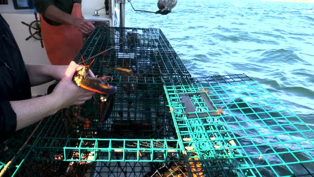 a wide view of a lobster being removed from a trap by a fisherman at portland, maine