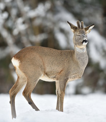 Male roe deer, roebuck enjoying the winter
