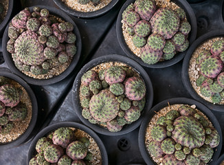 small cactus in the pot