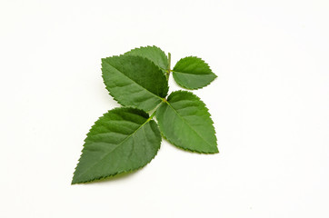 Fototapeta na wymiar Green leaf of rose on white background