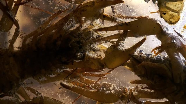 silhouettes of lobsters in an aquarium in a fish store