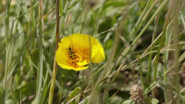Close-up shot of a bug on a flower.