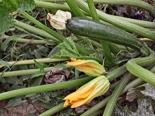 zucchini with flowers