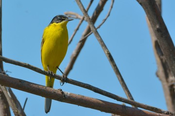 Yellow Wagtail in Springtime