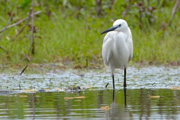 Little egret (Egretta garzetta)