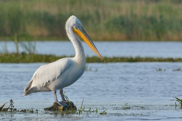 Dalmatian Pelican (Pelecanus crispus)