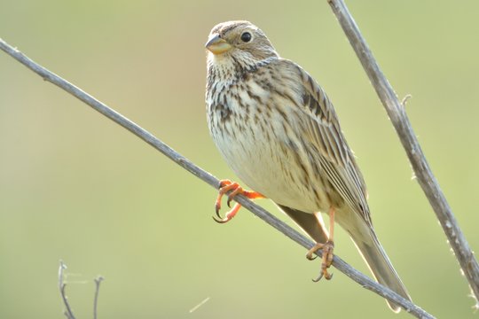 Corn bunting (Emberiza calandra)