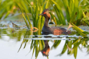 Black-necked grebe (Podiceps nigricollis)