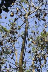 The sleeping flying foxes