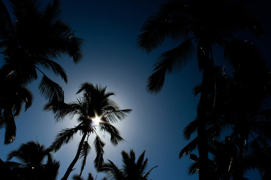 Palmeras y sol