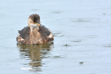 Little grebe (Tachybaptus ruficollis)