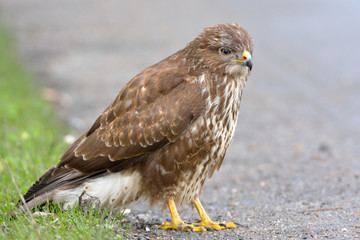 Common Buzzard (Buteo buteo) on the Ground