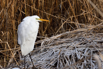 Great egret (Ardea alba)