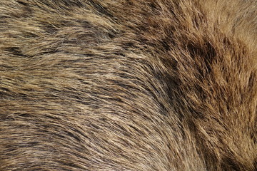 Boar fur texture, wildlife animal, close up