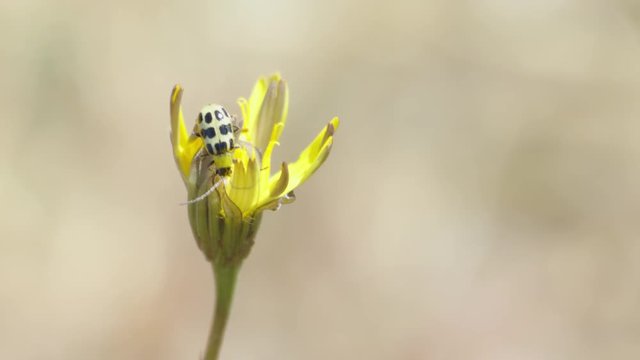 Close-Up shot of a bug crawling around inside a yellow flower.
