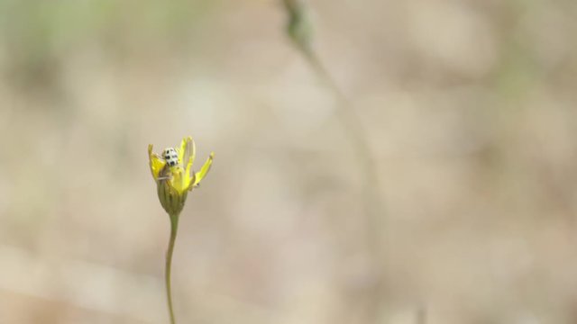 Shot of a bug crawling around inside of a yellow flower.