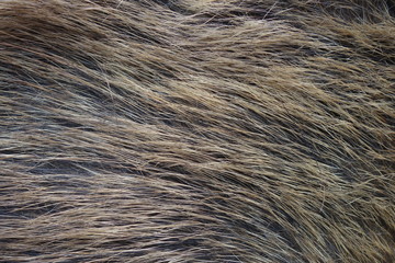 Boar fur texture, wildlife animal, close up