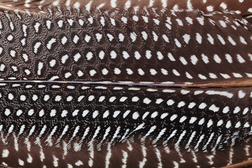 Fashion feather background. Boho theme. Macro shot.