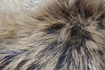 Boar fur texture, wildlife animal, close up