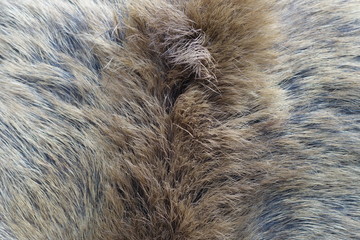 Boar fur texture, wildlife animal, close up