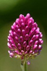 Allium