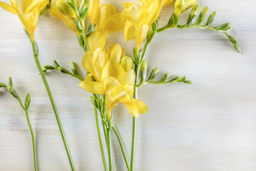 Spring design template with yellow freesia flowers and copyspace