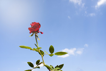 red rose on sky blackground