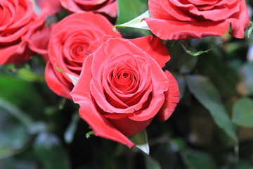 Roses flowers