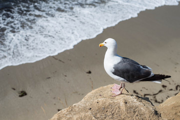 Seagull standing on rock near the beach.