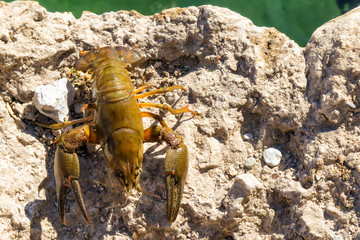 Camouflage blue shrimp on a rock taking its color.
