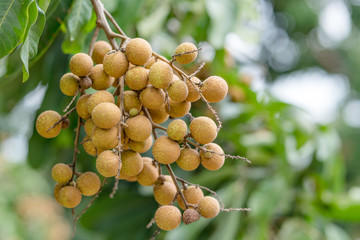 Effects of Longan on Longan Tree © background photo
