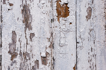 Obraz premium A large textured background the old brown board is covered with white paint. Exfoliating white paint in large pieces missing on the wooden coating. The concept of ruin and vintage antiquity