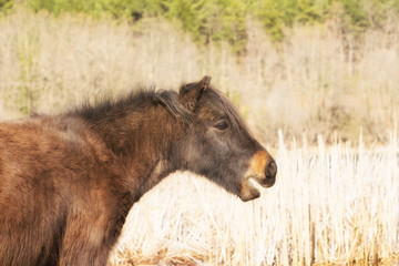 Pony horse close up out in the nature.
