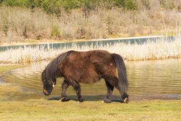 Pony horse eating grass out in the nature at lake Doxa in Greece.

