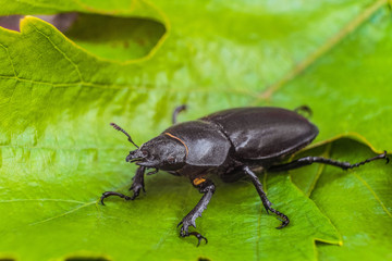 Female stag beetle on the green leaves close-up. Big insect in the wildlife. Limited depth of field.