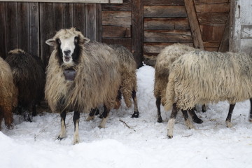 Sheep in the winter near the barn. Transcarpathia