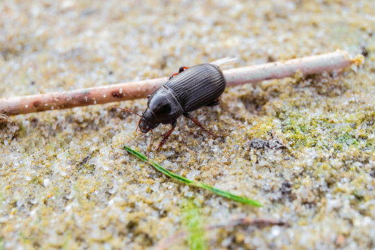 Creeping bread grains ground beetle on the sand (Zabrus gibbus, Zabrus tenebrioides). Insect in the wildlife. Limited depth of field.