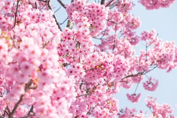Foto op Plexiglas Kersenbloesem 桜