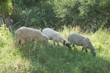 Fototapeta premium Sheep graze the grass. Transcarpathia