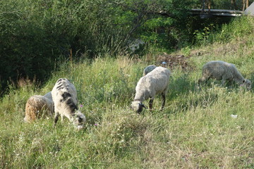 Sheep graze the grass. Transcarpathia