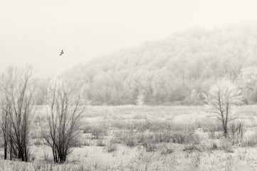 The frost has held down wood