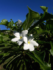 Exotic white flower on the background of green palm leaves