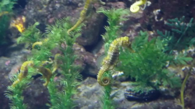 Seahorse fish swimming in big aquarium between rocks and plants. Underwater wildlife. Closeup view.