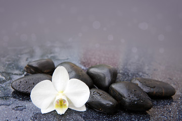White orchid and black stones close up.