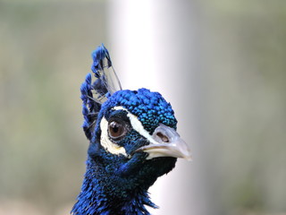 Pavo real