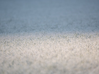 Fototapeta na wymiar Frozen grass cold morning close up blur bokeh