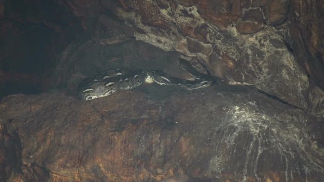 4k uhd Bats close up hanging at the wall at the entry of a holy hinduism bat cave temple Goa Lawah Bali - Indonesia./ Bats close up bat cave temple Goa Lawah Bali